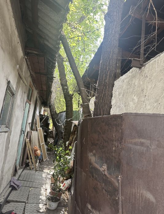 Отдам деревья на дрова