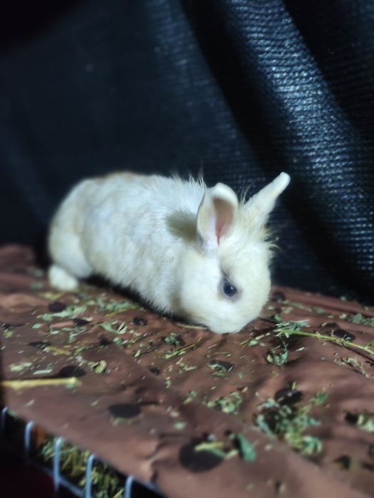 Vând iepuri cap de leu și Rex pitic sau schimb cu alți iepuri lucernă