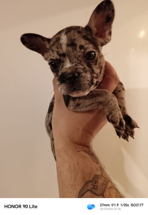 Френски булдог Мерле