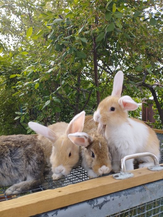 Продам  крольчат