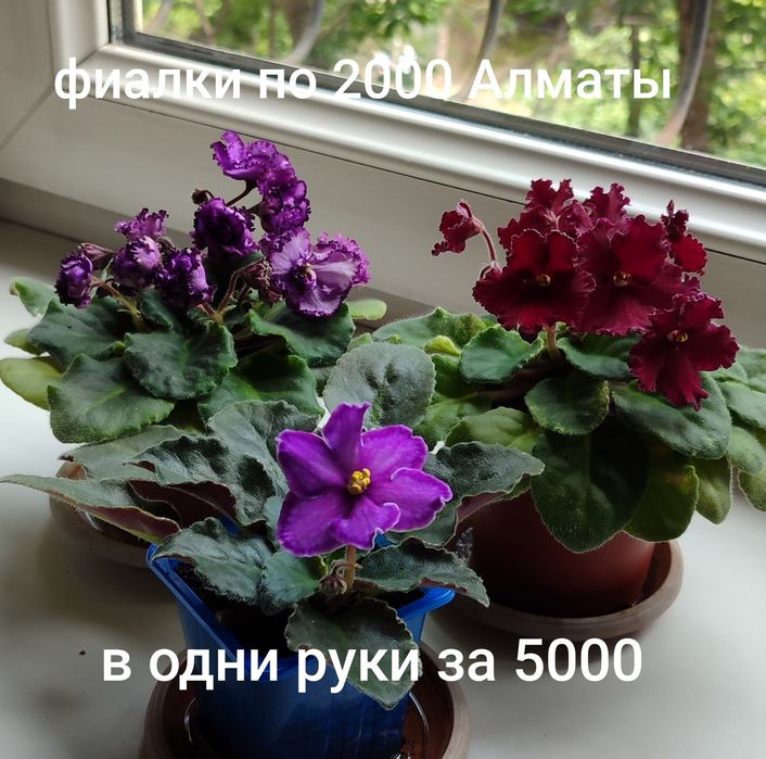 Фиалки , цветы комнатные