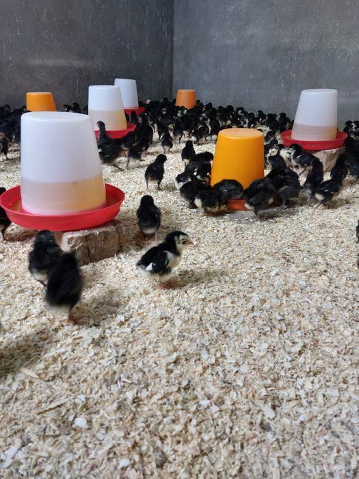 Jaydari jo‘jalardan sotuvda mavjud