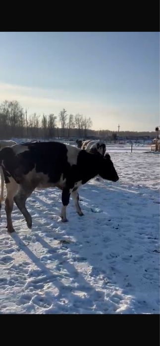 Голштейн Нетеля продам