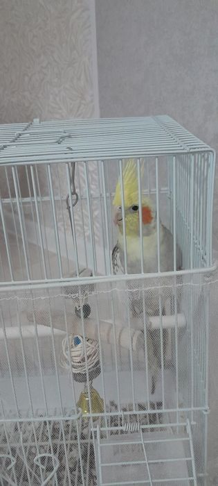 Попугай корелла мальчик