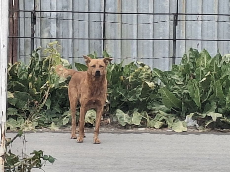 Продаются  щенки  ВЕО
