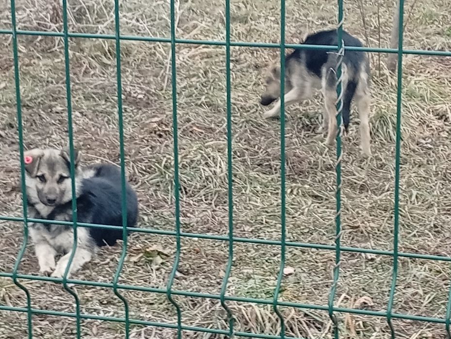 Найдены щенки 4-5 месяцев