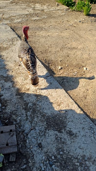 Индюк 1жас еркек