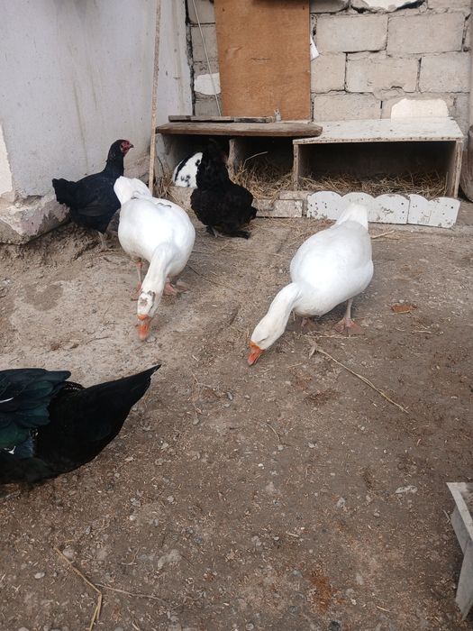 Bir jup g'ozlar sotiladi sog'lom narxi 650 ming jupi