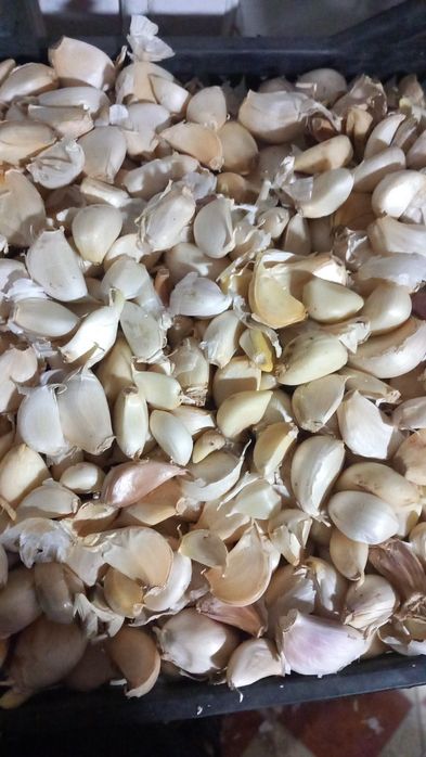 Usturoi pentru preparate și pus în pământ