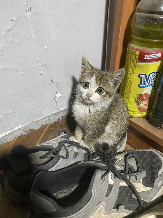 Отдам котёнка в хорошие руки