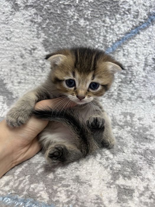 Котята британские