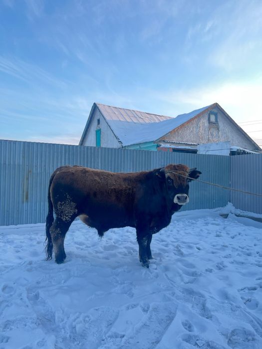 Продай айғыр. 6 жасар. Жеребец