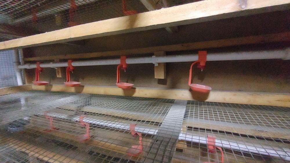 Bedana kataklar sotiladi