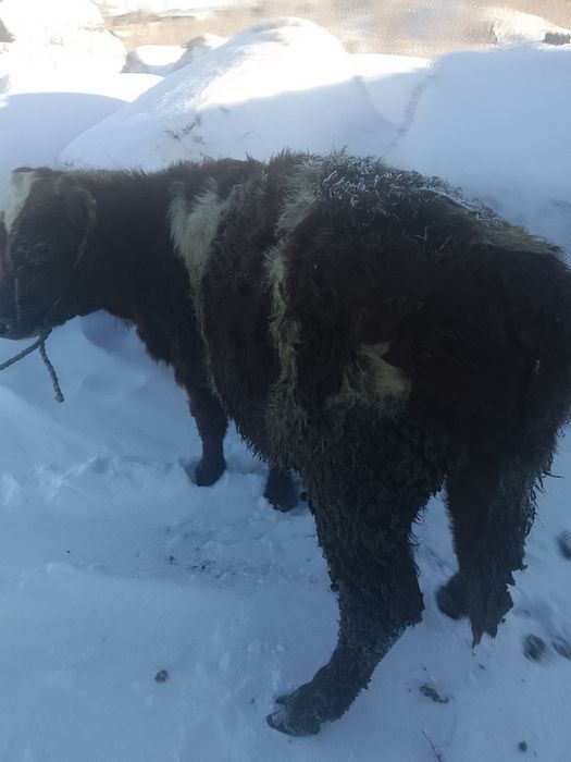 Телята телочки и бычки