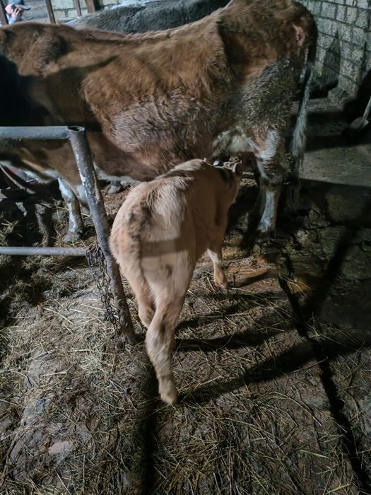 Продам бычек подсосный