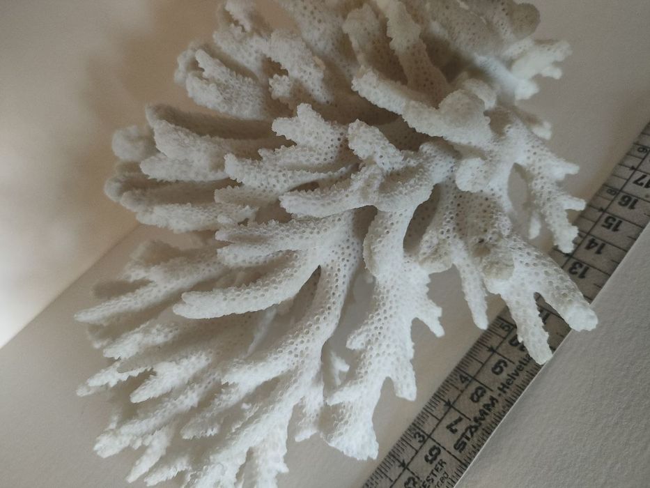 Натуральный коралл Acropora