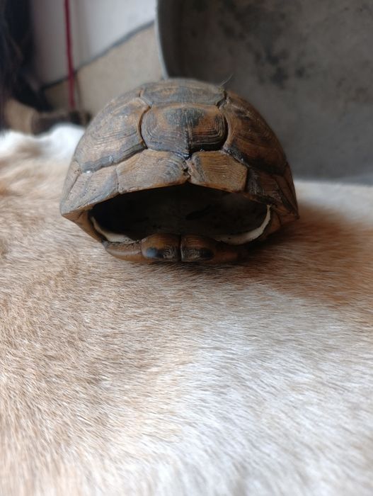 Костенурка за украса на битови стай