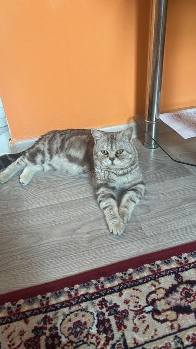 Британдски мысық еркек.