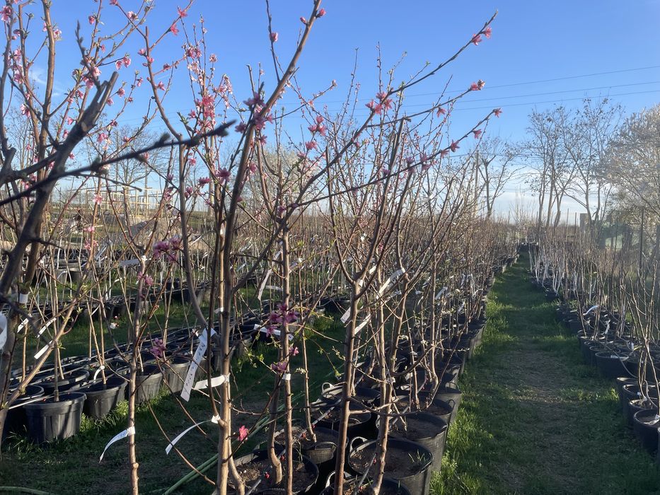 Pomi fructiferi pe rod!