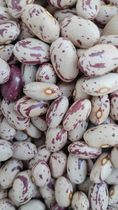 Fasole pestriță Fasole egipt