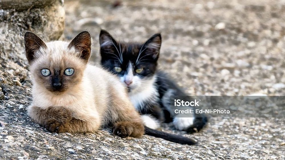 БЕСПЛАТНО  Котята ищут дом