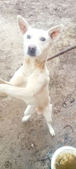 Продаётся собака