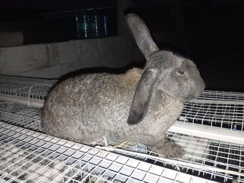 Қуён болалари сотилади 50000мингдан отаси фландер онаси жайдари