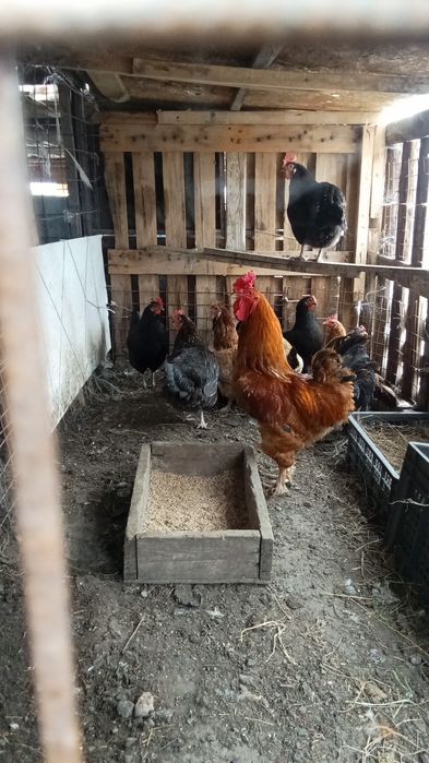 Куры домашних пород