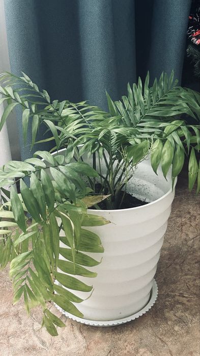 Продам комнатные цветы