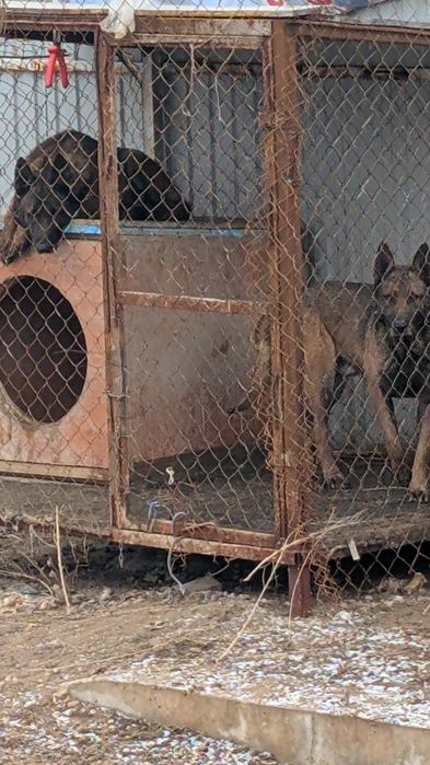 Бельгийская овчарка малинуа