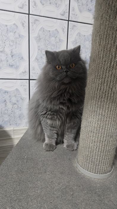 Mascul blue british longhair, pedigree, teste genetice, transport