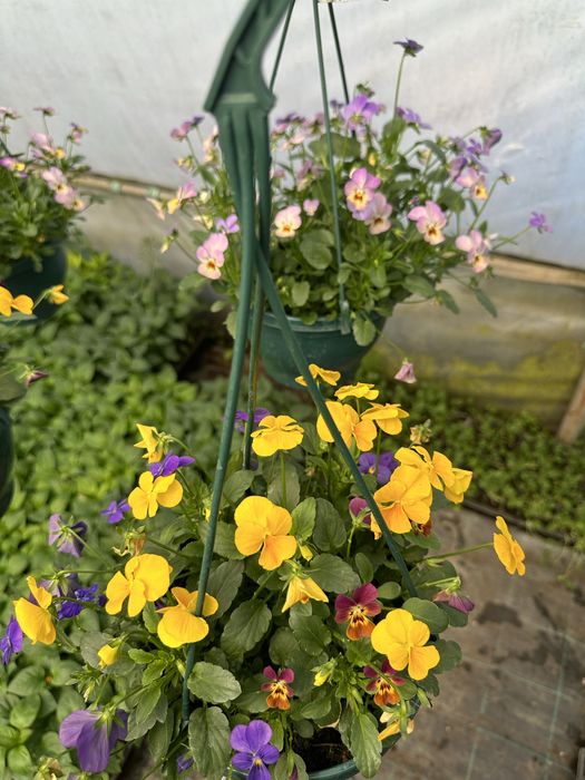 Sera de flori palanca va ofera flori la ghiveci pret de producator.