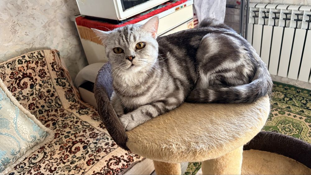 Отдам кота в добрые руки