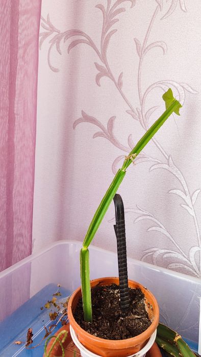 Лекарственные растения