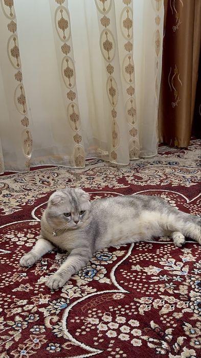 Vyazka Shatlandiskiy Fold nasil olishga zor serebrenskiy fold