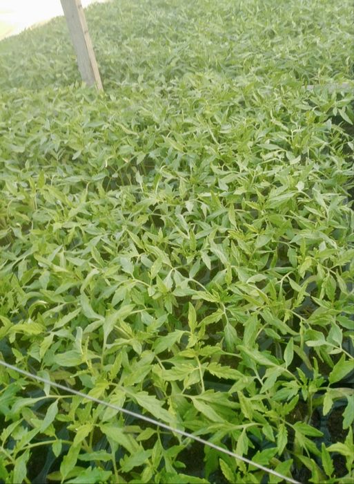 Vând răsad de roșii