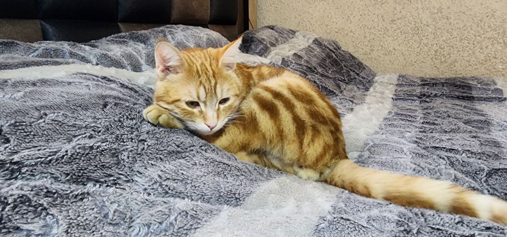 Мушук эркак зотдор соглом бакувват чиройли ва аклли сотилади.