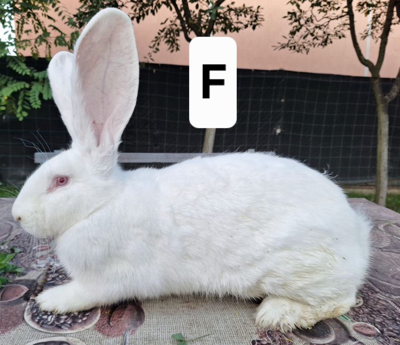 Vând femele uriaș german alb