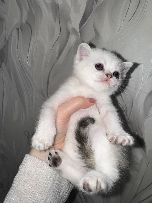 Продается шиншила колор пойнт