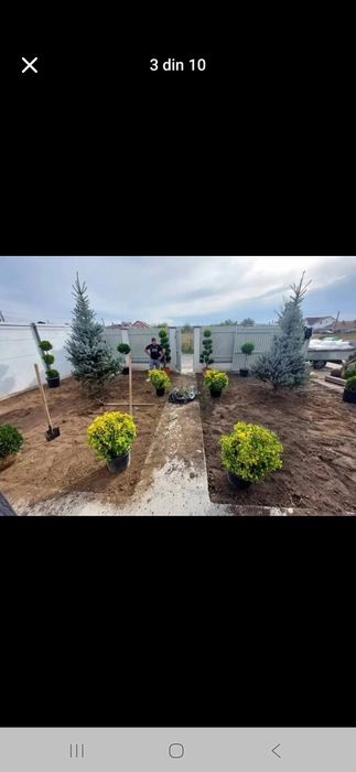 Tei mesteacăn leyladi