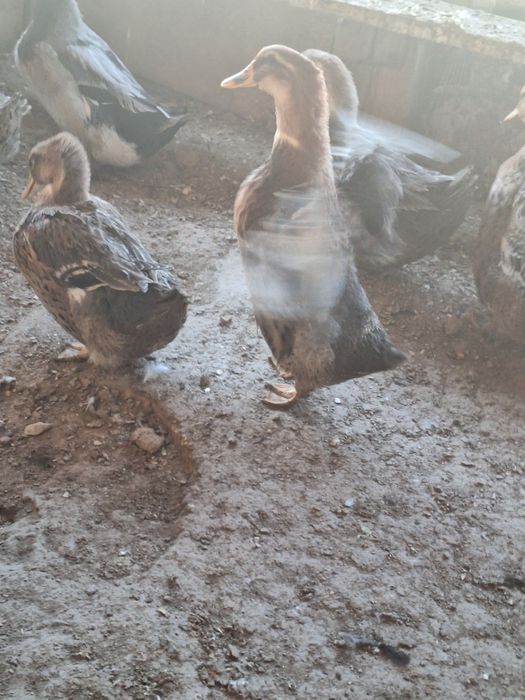 Башкирские утки продам