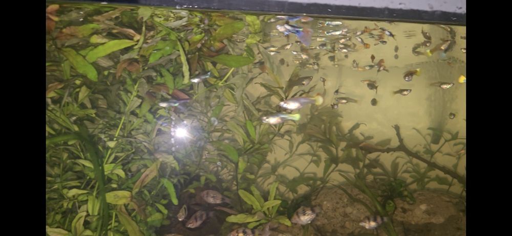 Vând Guppy ( pui si adulti) 2 lei