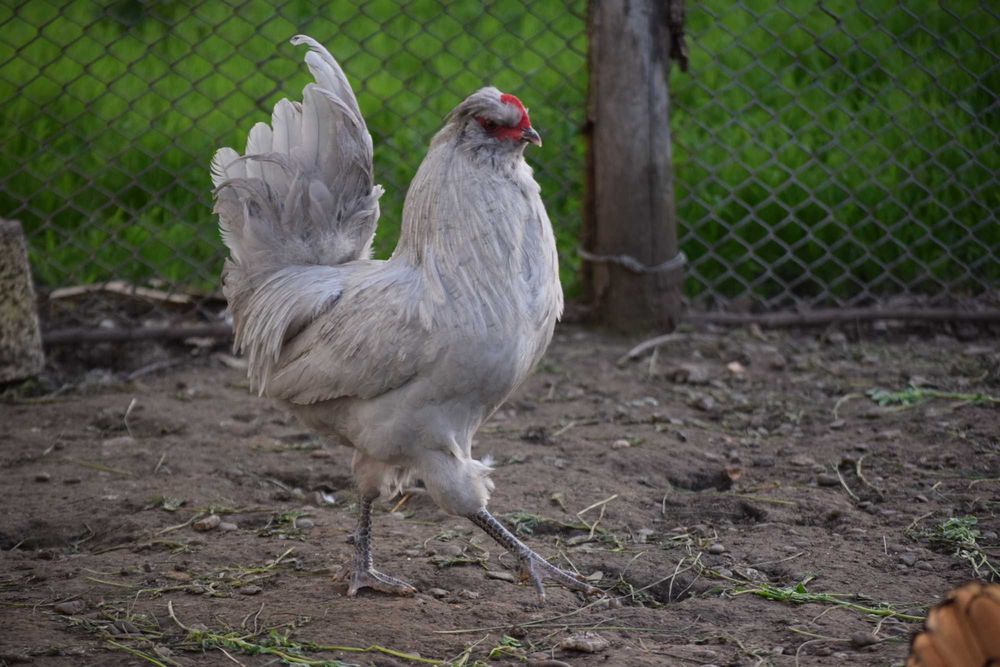 British Araucana Lavender