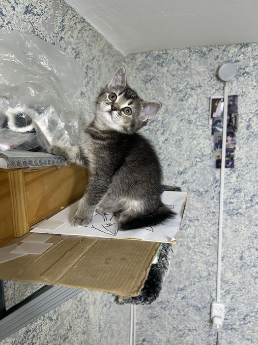 Продам красивого котенка девочка
