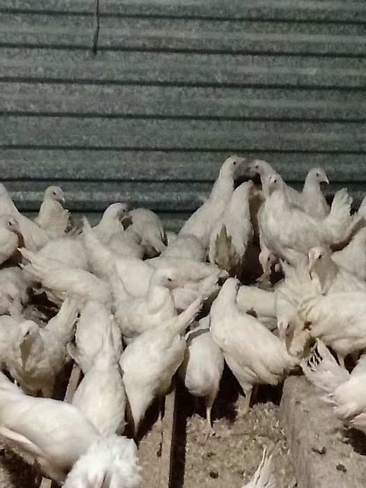Продаётся куры молодки