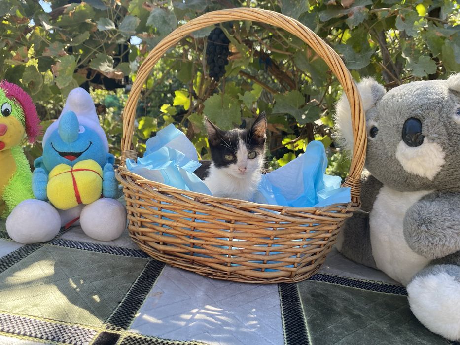 Котята ищут хозяина