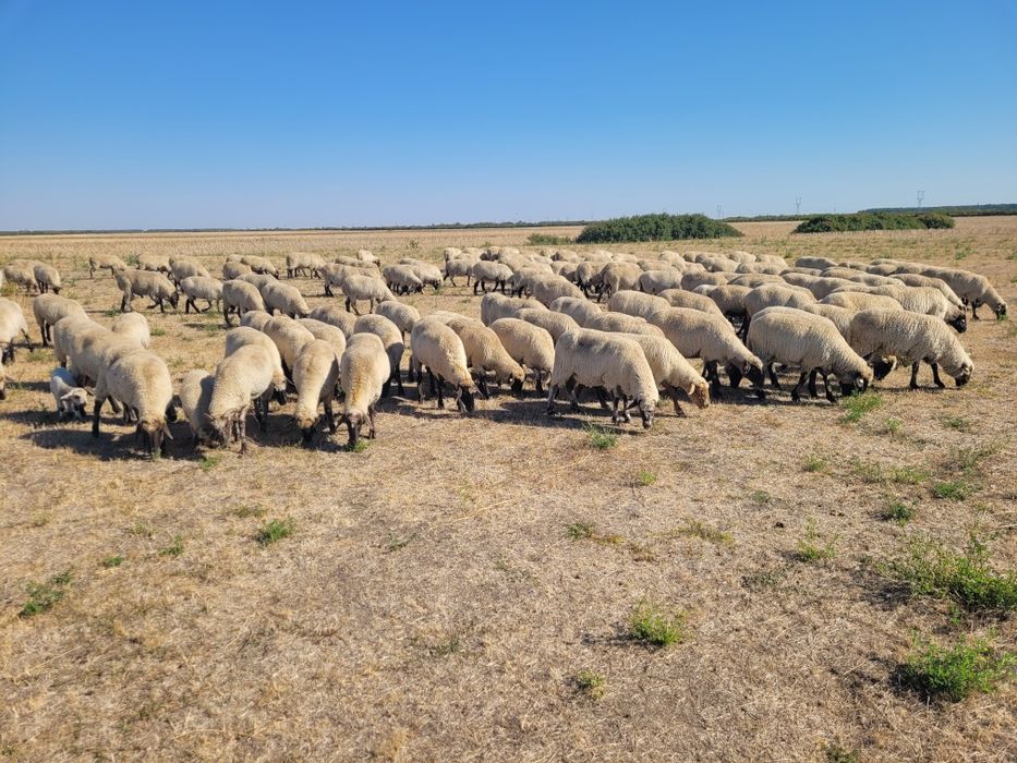 Oi țigai de vanzare