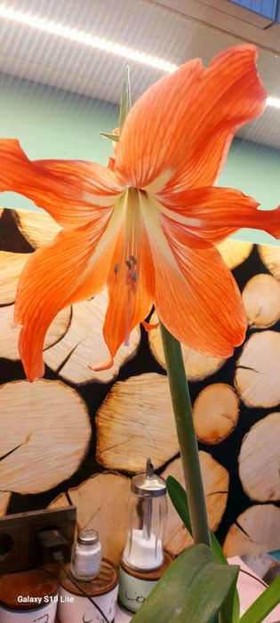 Продам комнатные цветы