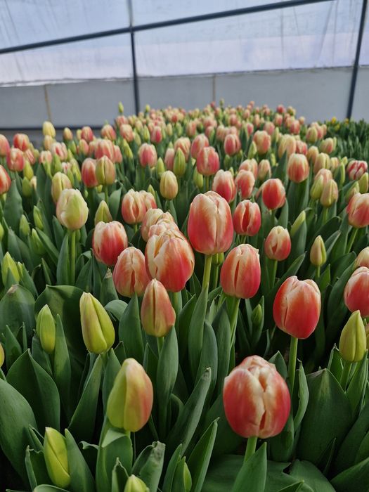 Тюльпаны оптом и в розницу