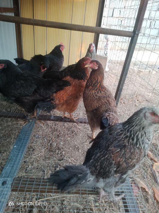 Тауық сатылады үйдың